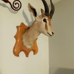 TETE DE GAZELLE IMPALLA