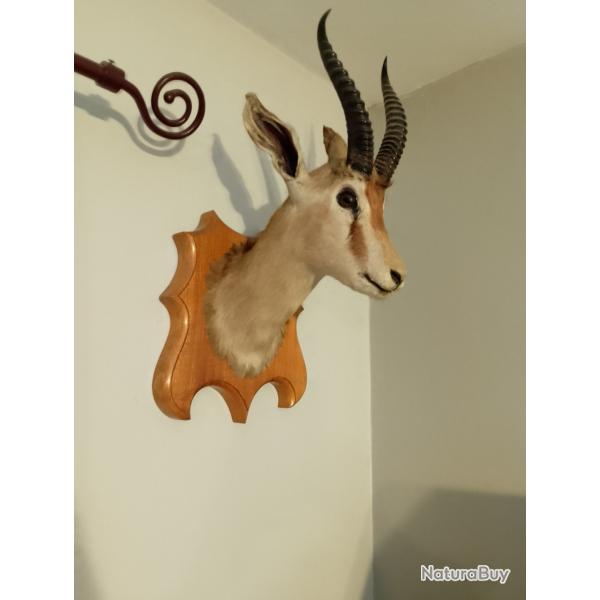 TETE DE GAZELLE IMPALLA