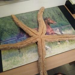 Grosse &eacute;toile de mer