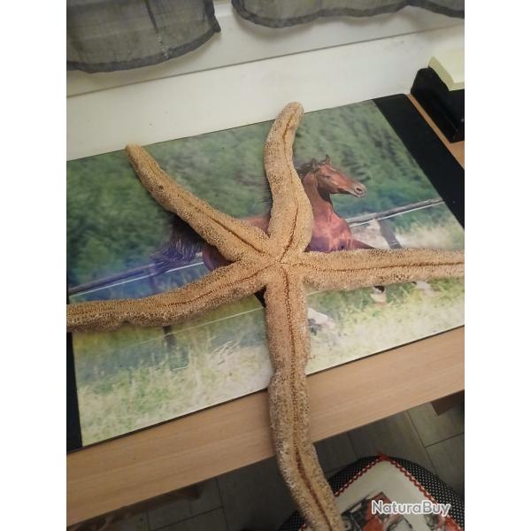 Grosse �toile de mer