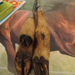 Couteaux pattes de chevreuil