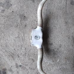 Magnifique corne de vache