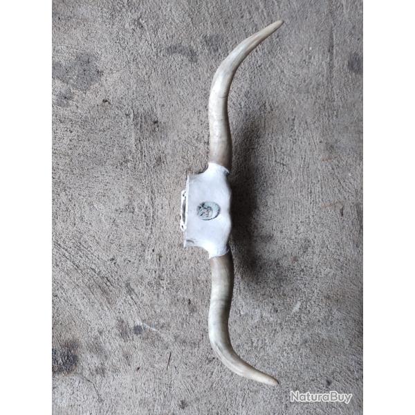 Magnifique corne de vache