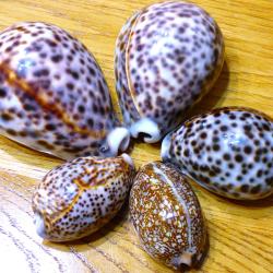 SUPER SERIE DE 5 PORCELAINES EXOTIQUES POUR COLLECTION D'OBJETS DIVERS MARINS ( coquilles vari&eacute;es)