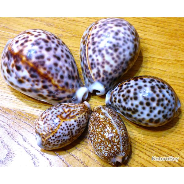 SUPER SERIE DE 5 PORCELAINES EXOTIQUES POUR COLLECTION D'OBJETS DIVERS MARINS ( coquilles vari�es)