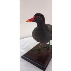 Gallinule poule d'eau