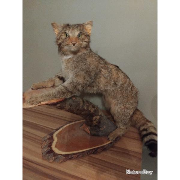 Chat sauvage empaill�