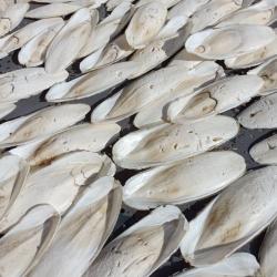 os de seiches pour oiseaux