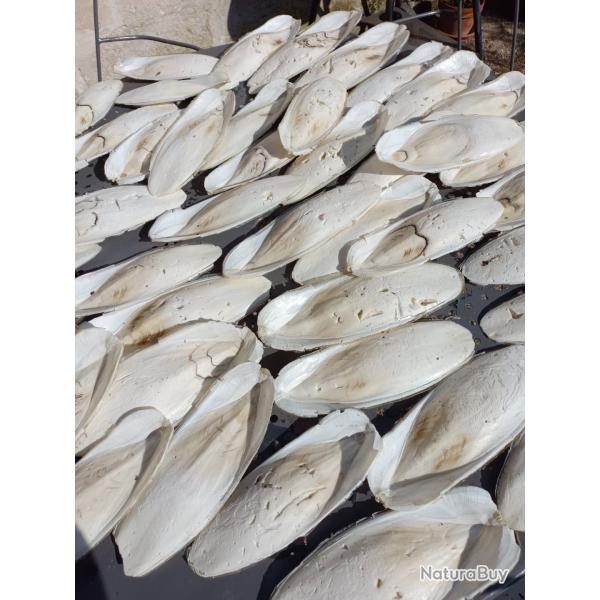 os de seiches pour oiseaux