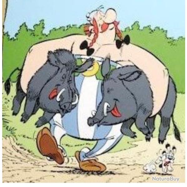 Battues de sangliers en Bretagne