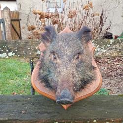 Tete de sanglier naturalisee