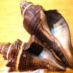 LOT SUPERBES ESCARGOTS POUR COLLECTION OBJETS DIVERS - A PLACER SOUS VITRINE - 2 TRES BELLES PIECES