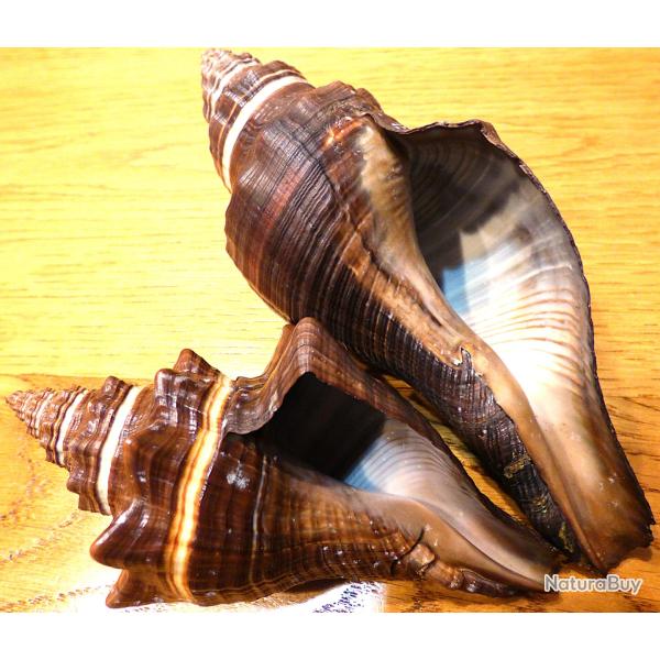 LOT SUPERBES ESCARGOTS POUR COLLECTION OBJETS DIVERS - A PLACER SOUS VITRINE - 2 TRES BELLES PIECES