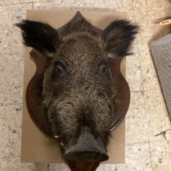 T&ecirc;te de sanglier empaill&eacute;e