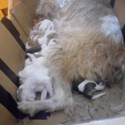 chiots briquets griffons vend&eacute;ens