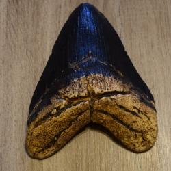 Dent de Carcharodon MEGALODON