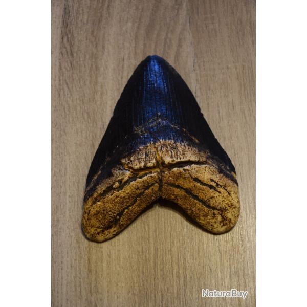 Dent de Carcharodon MEGALODON