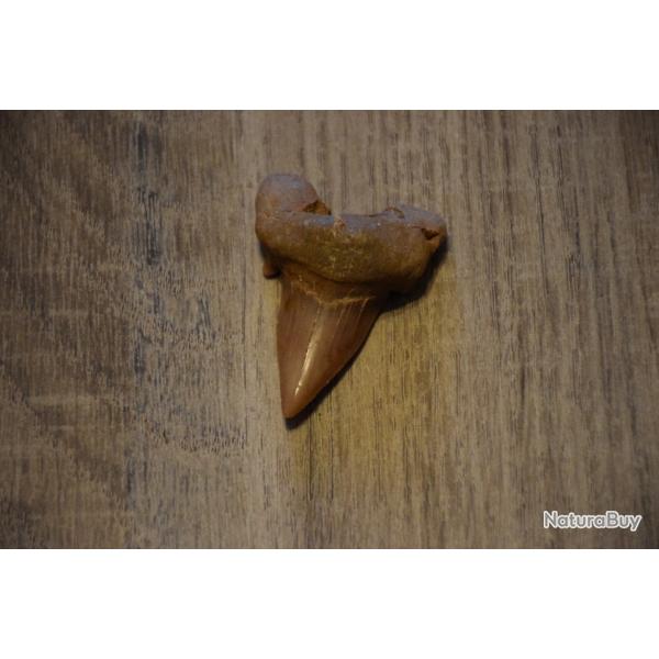 Dent de Requin Fossilis�e