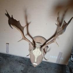 troph&eacute;e de daim