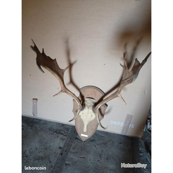 troph�e de daim