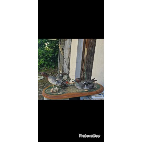 couple de sarcelles naturalis�