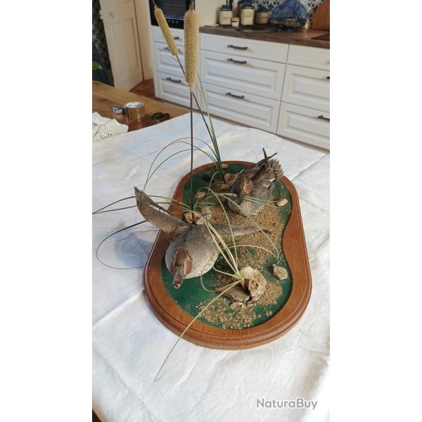 couple de sarcelles naturalis�