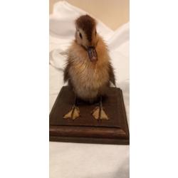 Poussin naturalis&eacute;