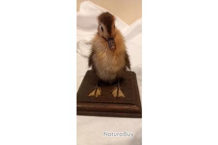 Petit Poussin Naturalisé Empaillé - Bon état, Décoration