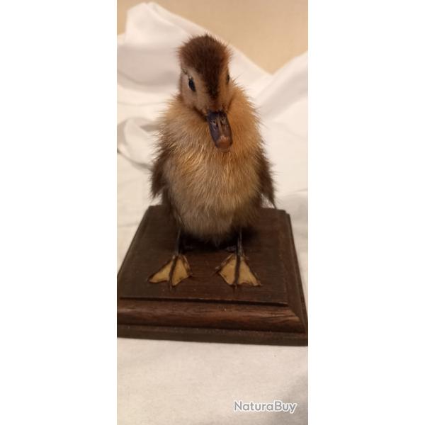 Poussin naturalis�