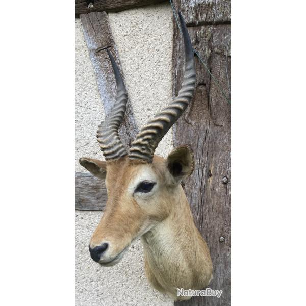 Cobe de Buffon en cape