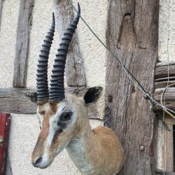 Gazelle de Grant en cape