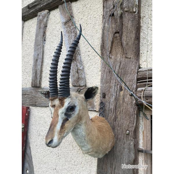 Gazelle de Grant en cape