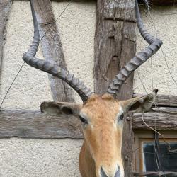 Impala Aepyceromelanpus en cape