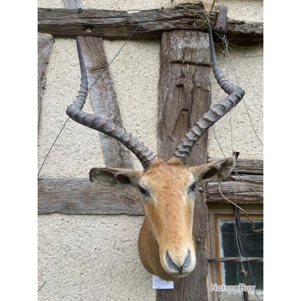 Impala Aepyceromelanpus en cape