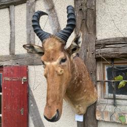 Bubale: Alcelophus Buselaphus en cape , impr&eacute;ssionnant