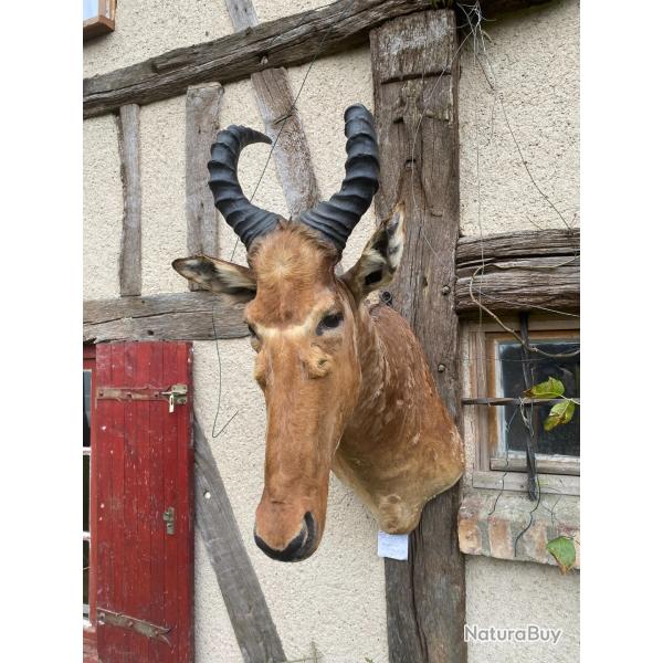 Bubale: Alcelophus Buselaphus en cape , impr�ssionnant