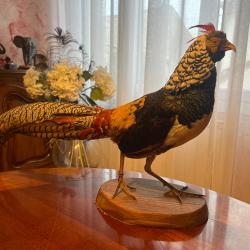 Faisan naturalis&eacute;