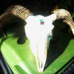 T&ecirc;te ovin naturelle