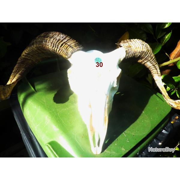 T�te ovin naturelle