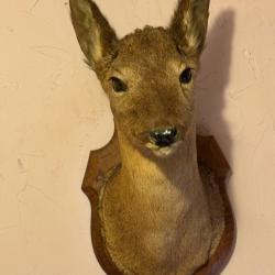 T&ecirc;te de chevreuil naturalis&eacute;