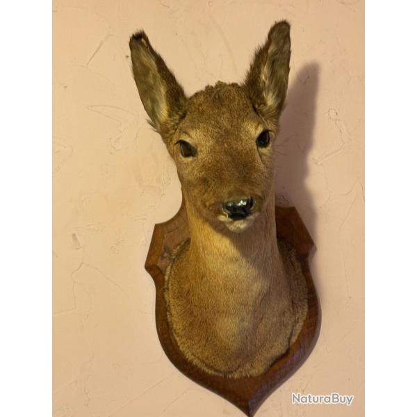 T�te de chevreuil naturalis�