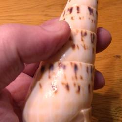 SUBLIME ET TRES BEAU LONG COQUILLAGE TORSADE DE COLLECTION - A COLLECTIONNER OU A OFFRIR EN CADEAU