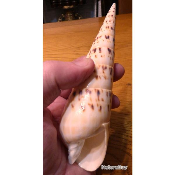 SUBLIME ET TRES BEAU LONG COQUILLAGE TORSADE DE COLLECTION - A COLLECTIONNER OU A OFFRIR EN CADEAU