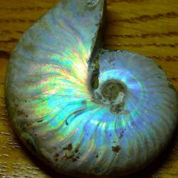 SUPERBE AMMONITE FOSSILISE AUX REFLETS D' OPALE - POUR COLLECTIONS DIVERSES ET VARIEES SOUS VITRINE