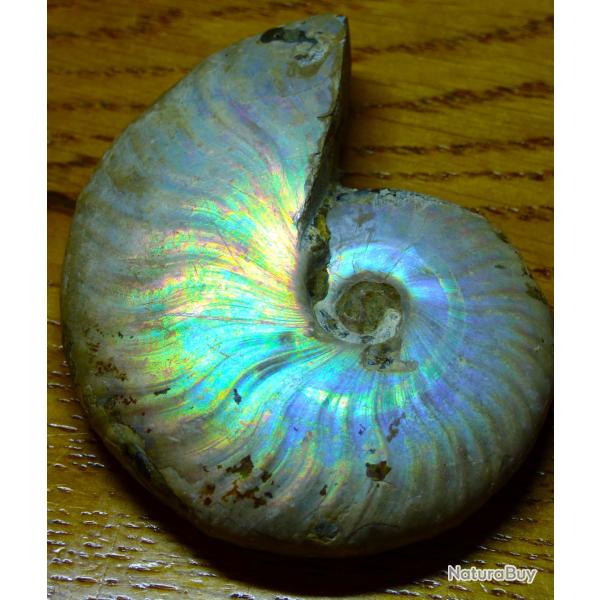 SUPERBE AMMONITE FOSSILISE AUX REFLETS D' OPALE - POUR COLLECTIONS DIVERSES ET VARIEES SOUS VITRINE