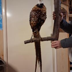 Faisan v&eacute;n&eacute;r&eacute; naturalis&eacute;