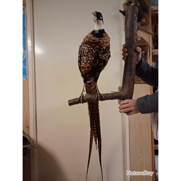 Faisan v�n�r� naturalis�