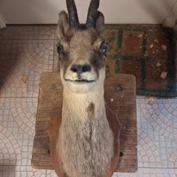 Troph&eacute;e de chamois