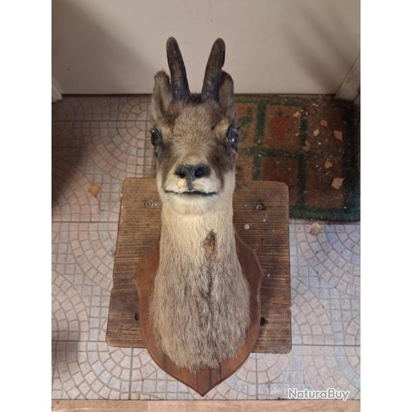 Troph�e de chamois