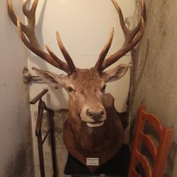 T&ecirc;te de cerf 10 corps m&eacute;daille d'argent